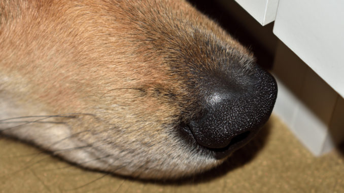Schnauze Hochnäsige Schnauzen kann ich nicht riechen! Mir sind Hunde lieber, die ihre feinen Näschen zum gegenseitigen Beschnuppern einsetzen. Warum machen Menschen das eigentlich nicht?