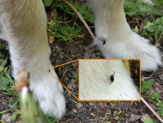 "Leg die Kamera beiseite und nimm's weg! Nimm endlich das Vieh da von meiner Pfote!!!" Tobias veranstaltet in aller Ruhe ein Fotoshooting, während sich ein blutrünstiges Monster in meinem Fell einnistet!