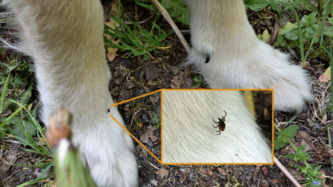 Angriff der Killerzecken "Leg die Kamera beiseite und nimm's weg! Nimm endlich das Vieh da von meiner Pfote!!!" Tobias veranstaltet in aller Ruhe ein Fotoshooting, während sich ein blutrünstiges Monster in meinem Fell einnistet!