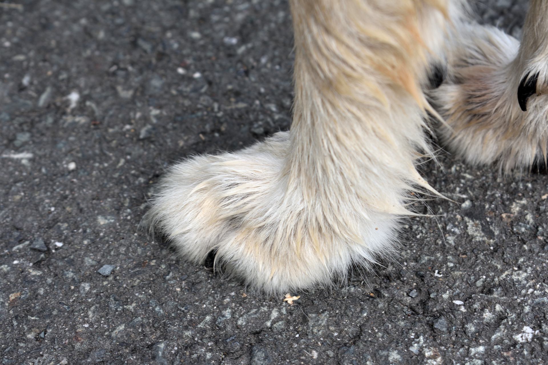 Elegante Pfötchen: Unterwegs in der asphaltierten Wildnis! | Auf Asphalt kann ich mir so richtig die Krallen abwetzen... das rechts oben ist übrigens eine meiner "Wolfskrallen". Haben nicht viele Hunde! :-)