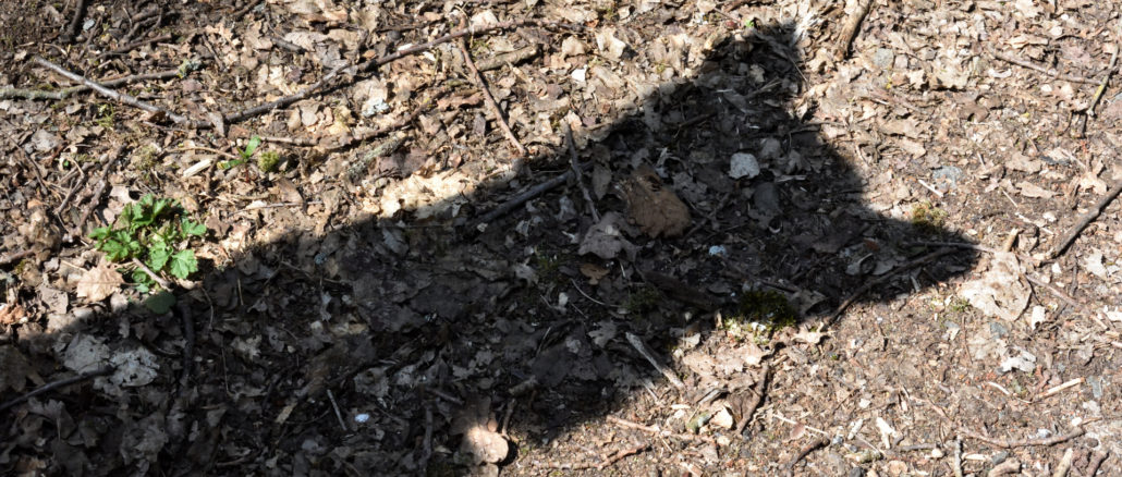 Meinen empfindlichen Öhrchen entgeht kein noch so leises Mäuschen! Ich bin der Schatten, der auf Nagerjagd geht... naja, auch wenn ich fast so schnell bin wie mein eigener Schatten, in ein Mauseloch passe ich leider nicht rein.