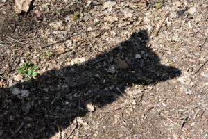 Meinen empfindlichen Öhrchen entgeht kein noch so leises Mäuschen! Ich bin der Schatten, der auf Nagerjagd geht... naja, auch wenn ich fast so schnell bin wie mein eigener Schatten, in ein Mauseloch passe ich leider nicht rein.