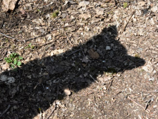 Meinen empfindlichen Öhrchen entgeht kein noch so leises Mäuschen! Ich bin der Schatten, der auf Nagerjagd geht... naja, auch wenn ich fast so schnell bin wie mein eigener Schatten, in ein Mauseloch passe ich leider nicht rein.