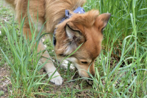 Maus, Hase oder war's doch der Biber? Irgendwer lief da heute morgen vorbei, die Spur ist noch ganz frisch...