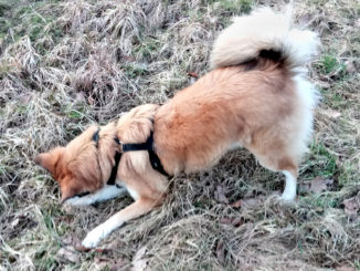 Meine Taktik: Zuerst links leicht antäuschen, dann rechts blitzartig zuschnappen - da kam die Maus ziemlich ins Schwitzen! Hund, war das ein Spaß... :-)