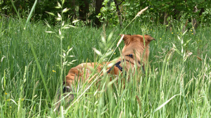 Ist das schön, so als freier Hund durch's Gras zu hopsen... wenn da bloß diese blöden Zecken nicht wären!