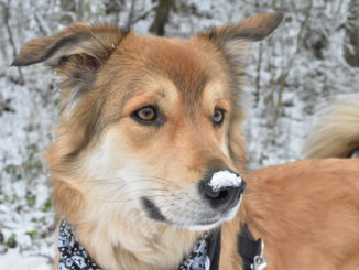 Gestern Nacht hat es das erste Mal in diesem Winter so richtig geschneit! Da musste ich gleich mein Schnäuzchen in den frischen Schnee stecken...