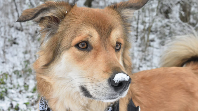Der erste Schnee - juchee! Gestern Nacht hat es das erste Mal in diesem Winter so richtig geschneit! Da musste ich gleich mein Schnäuzchen in den frischen Schnee stecken...