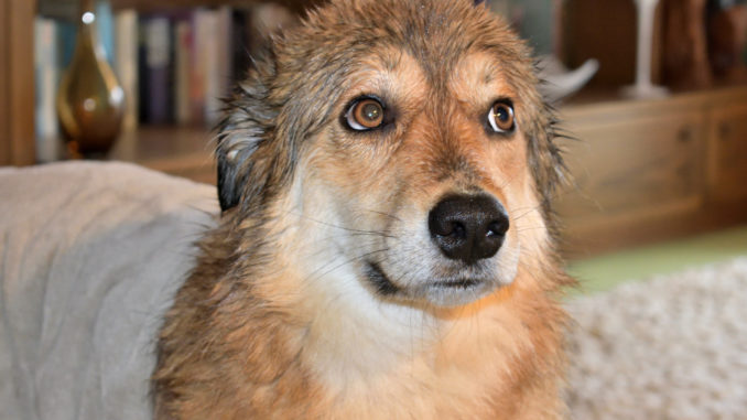 Filou nach einem Regenspaziergang Ach, Tobias! Das muss doch nun wirklich nicht sein. Ich steh' da wie ein begossener Pudel, mit nichts weiter als einem Handtuch um meine tropfnassen Hüften geschlungen und Du knippst hier Fotos...