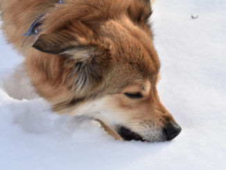 Mmmhhh... es geht doch nix über einen Bissen frischen Schnee. Da könnte hund glatt süchtig nach werden! ☃☃☃