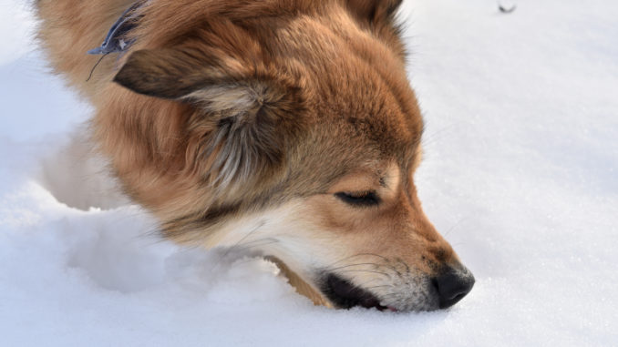 Mmmhhh... es geht doch nix über einen Bissen frischen Schnee. Da könnte hund glatt süchtig nach werden! ☃☃☃