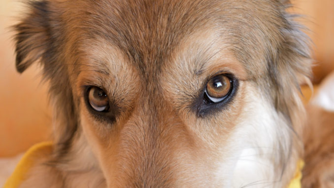 Nenn mich nie mehr einen dicken Hund!!! Das sind keine überflüssigen Pfunde, sondern wuscheliges Fell! 🐺