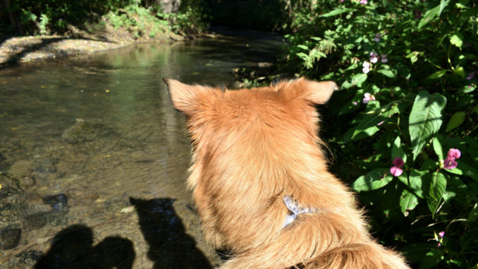 Hier gehen Tobias und ich gemeinsam unseren Hobbys nach - ich beobachte Stöckchen im Wasser und er fotografiert mich dabei. Haben wir beide was von... :-)