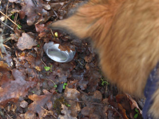 Ja, was liegt denn da?! Wenn ich früher gewusst hätte, dass man seine Leckerchen durch Schnüffeln verdienen kann, wäre ich schon längst zum Pfandfinder-Hund geworden!