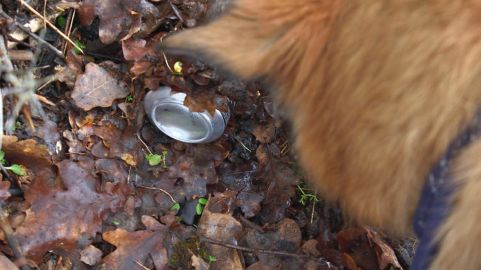 Ja, was liegt denn da?! Wenn ich früher gewusst hätte, dass man seine Leckerchen durch Schnüffeln verdienen kann, wäre ich schon längst zum Pfandfinder-Hund geworden!