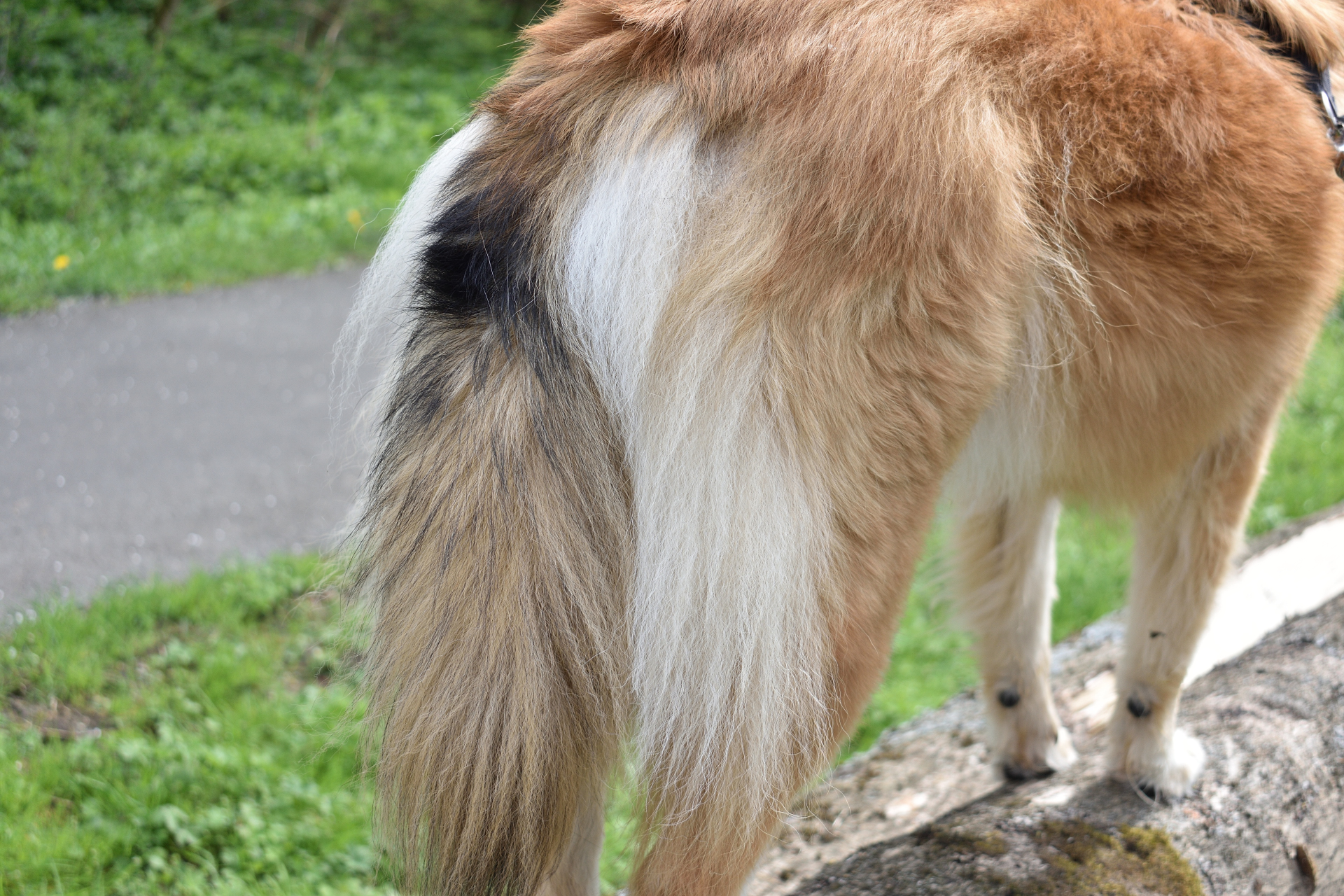 Filou's Schwanzfotos | Ein besonderes Highlight ist der große schwarze Fleck im oberen Drittel meiner Rute. Ein echter Hingucker. Außerdem (finde ich jedenfalls) sieht sie damit sogar noch ein Stück größer und buschiger aus.