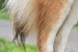 Stramme, muskulöse Hinterschenkel und eine wild buschig-schwingende Rute - Du glaubst gar nicht, wieviele Dackeldamen bei diesem Anblick schon ins Hecheln kamen!