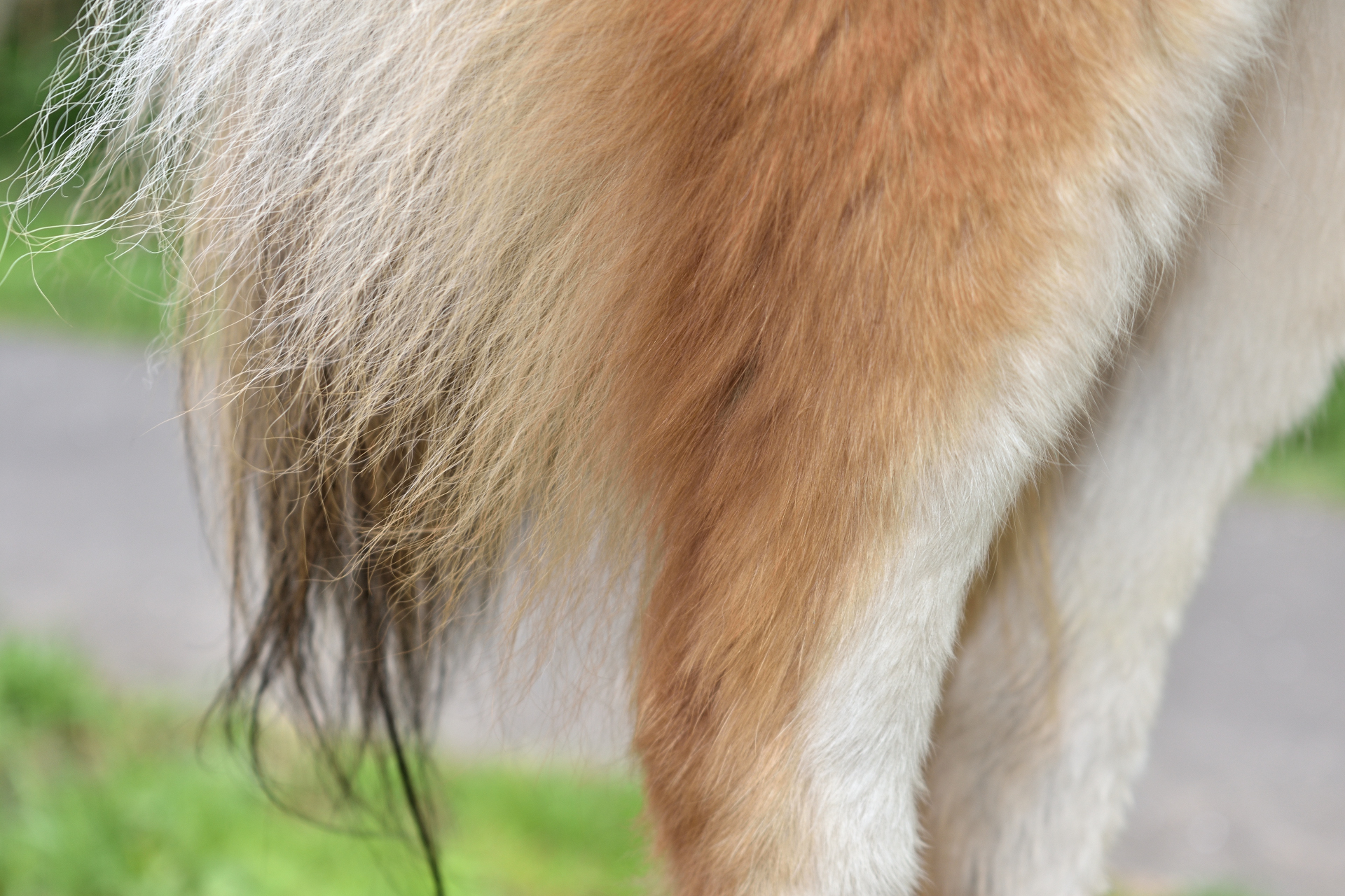 Filou's Schwanzfotos | Stramme, muskulöse Hinterschenkel und eine wild buschig-schwingende Rute - Du glaubst gar nicht, wieviele Dackeldamen bei diesem Anblick schon ins Hecheln kamen!