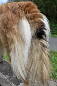 Mit diesem Foto meiner animalischen Pracht-Rute haben Tobias und ich das Shooting beendet. Du, das war ganz schön anstrengend, auch für mich als erfahrenen Schwanzträger. Aber was tut man nicht alles für seine Fans... ich hoffe, Dir hat es gefallen! :-)