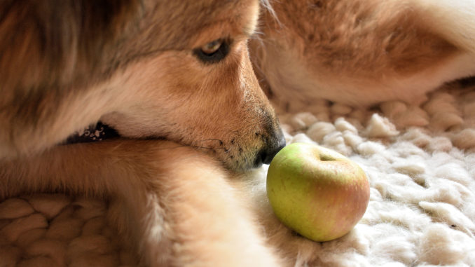 Mein neues Spielzeug - ein Apfel, den mir Tobias vom Baum gepflückt hat. Der wird zwar vermutlich nie gegessen, aber der kleine Welpe in mir hüpft vor Freude... 🐶