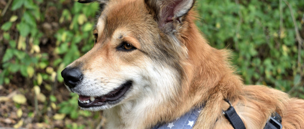Was für ein süßer Hund ich bin... tja, das höre ich immer wieder. Angeblich steckt in mir ja auch eine Hunderasse namens "Marshmallows-Anbruzzeln" - oder so ähnlich. 🐕 Nomen est omen!