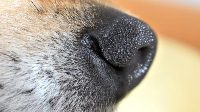 Filou's Näschen wird bronzefarben »Sei mal ganz ehrlich und sag mir, ob das noch schwarz oder schon bronzefarben ist?« Ich glaube fast, ich verliere im Winter meinen naturgegebenen Teint... zumindest da, wo auch Hunde kein Fell haben.