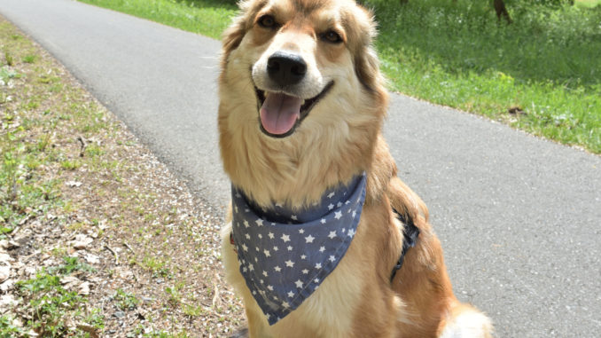 Hunde haben Sinn für Humor Wer behauptet eigentlich, dass wir Hunde keinen Sinn für Humor haben?! Gemeinsam mit Tobias habe ich die besten Hundewitze aller Zeiten gesammelt. Da ist für jede Schnauze was dabei...