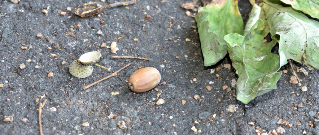 Hier siehst Du die Tatwaffe in Großaufnahme! Ein Glück, dass dieses riesige Wurfgeschoss nur Tobias' Dickschädel getroffen hat und nicht auf meinem empfindlichen Schnäuzchen gelandet ist.