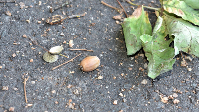 Hier siehst Du die Tatwaffe in Großaufnahme! Ein Glück, dass dieses riesige Wurfgeschoss nur Tobias' Dickschädel getroffen hat und nicht auf meinem empfindlichen Schnäuzchen gelandet ist.