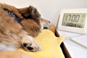 Pünktlichkeit ist eine Wolfstugend! Und da lege ich als Hund natürlich auch besonderen Wert darauf. Kein Wunder also, dass ich die Uhr in- und auswendig kenne und sogar beim Faulenzen auf die genaue Zeit nicht verzichten möchte!
