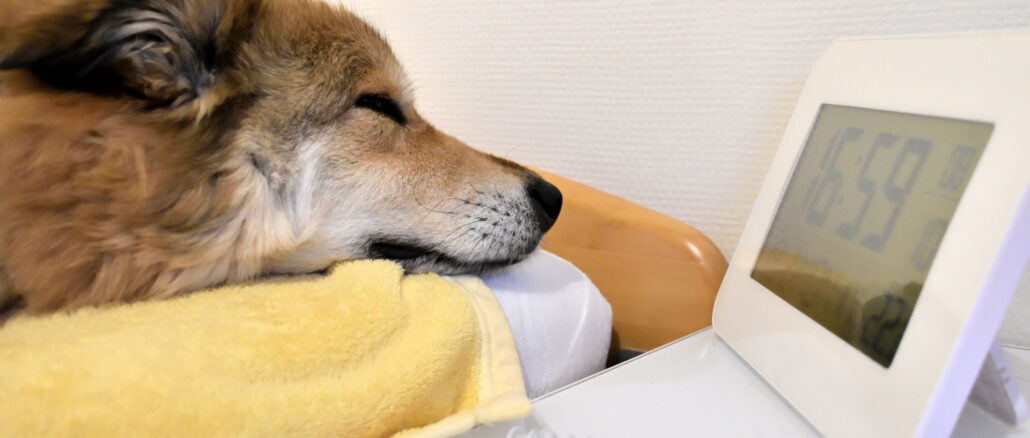 Ach, nur noch fünf Minuten. Ich hab grad so schön von einem groooßen Knochen geträumt... muss ich jetzt wirklich schon aufstehen? Wir sind doch gerade erst vom Spazierengehen wieder zurück gekommen. Ich bleib jetzt einfach hier liegen. Mich lockt kein Wolf vom Sofa weg!