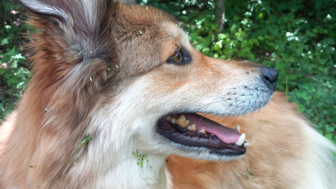 »Hilfe! Das Killerunkraut hat mich angegriffen!!!« Da steckt man mal seinen Kopf in die Büsche, um einer heißen Fährte zu folgen und schon passiert sowas...