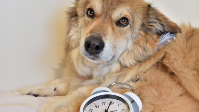 Was soll ein Hund wie ich mit so einem blöden Wecker? Das laute Ticken geht mir auf die Rute... nein, ich mag die Digitaluhr am Sofa. Die piept nur, wenn es Zeit zum Aufstehen ist!